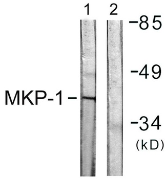 MKP-1 antibody