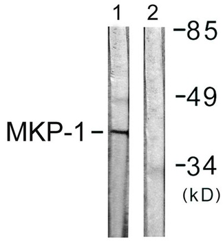 MKP-1 rabbit pAb