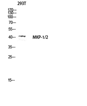 MKP-1/2 rabbit pAb
