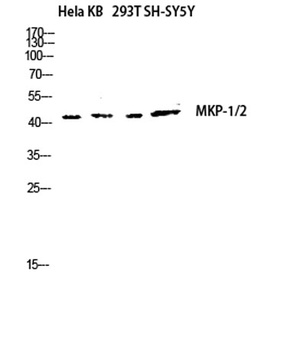 MKP-1/2 antibody
