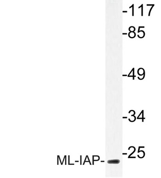 ML-IAP rabbit pAb