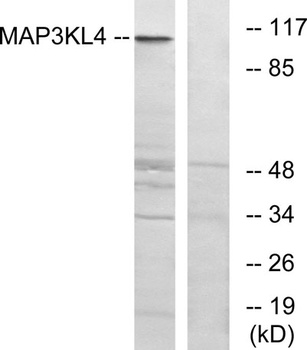 MLK4 antibody