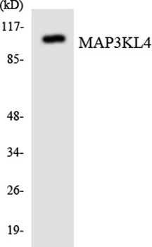 MLK4 antibody