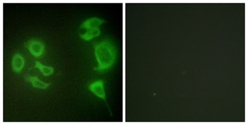 MLTK antibody