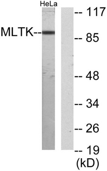 MLTK antibody