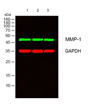 MMP-1 rabbit pAb