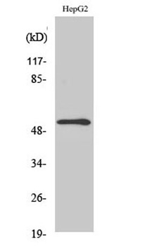 MMP-13 rabbit pAb