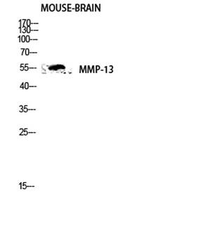MMP-13 rabbit pAb