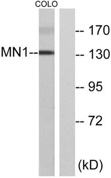 MN1 antibody