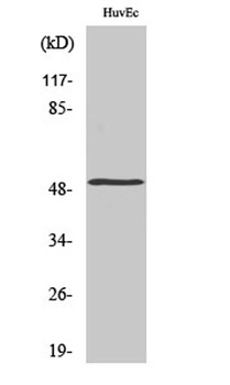 Mnk1 antibody