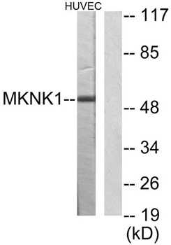 Mnk1 rabbit pAb