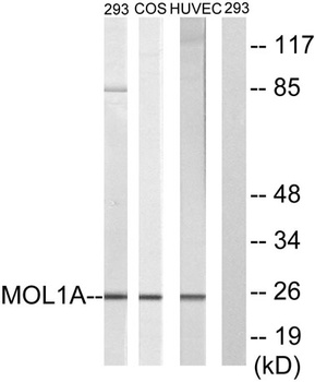 Mob1A rabbit pAb