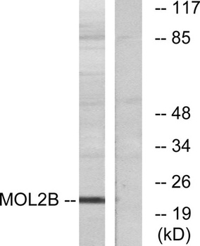 Mob3B rabbit pAb