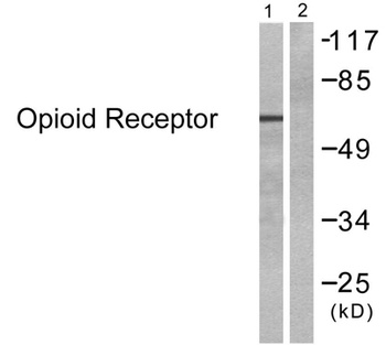 MOR-1 rabbit pAb