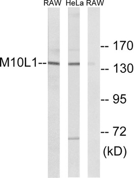 MOV10L1 rabbit pAb