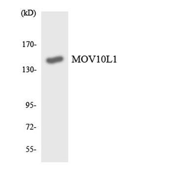 MOV10L1 rabbit pAb