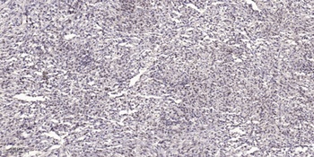 MOV10L1 rabbit pAb