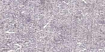 MOV10L1 antibody