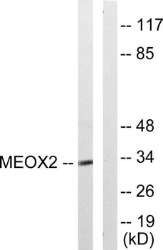 MOX-2 rabbit pAb