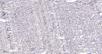 MOX-2 antibody