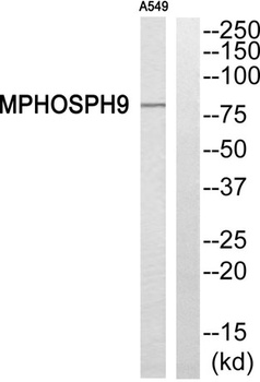 MPP9 rabbit pAb
