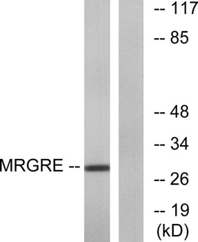 MRGE antibody
