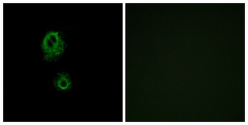 MRGG antibody