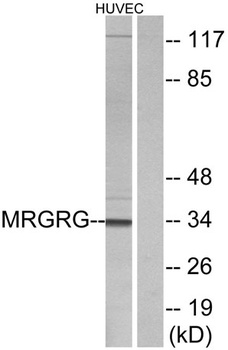 MRGG antibody