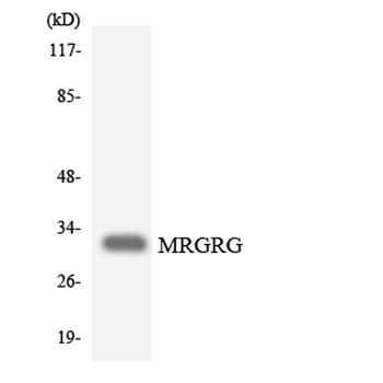 MRGG rabbit pAb
