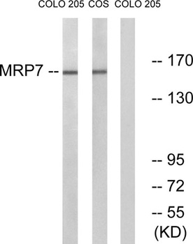 MRP7 antibody