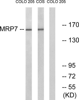 MRP7 rabbit pAb