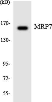 MRP7 rabbit pAb