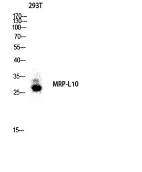 MRP-L10 rabbit pAb