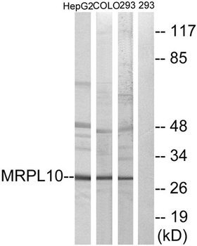 MRP-L10 rabbit pAb