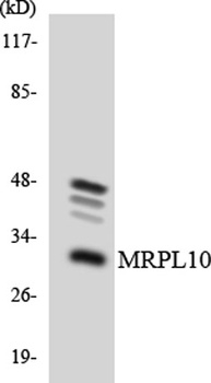 MRP-L10 rabbit pAb