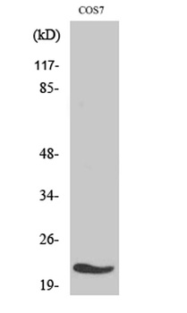 MRP-L11 antibody