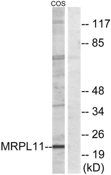MRP-L11 rabbit pAb
