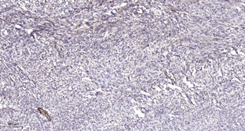 MRP-L12 rabbit pAb