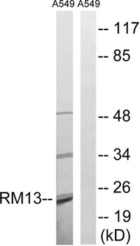 MRP-L13 rabbit pAb