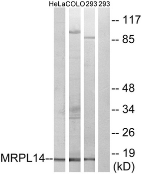 MRP-L14 rabbit pAb