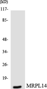 MRP-L14 antibody