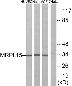 MRP-L15 rabbit pAb