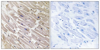 MRP-L16 rabbit pAb