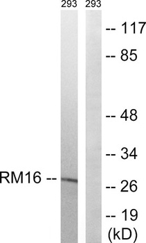 MRP-L16 rabbit pAb