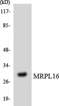 MRP-L16 rabbit pAb