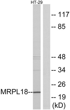 MRP-L18 rabbit pAb