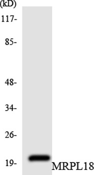 MRP-L18 antibody