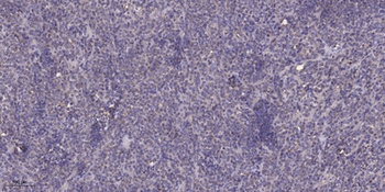 MRP-L18 rabbit pAb