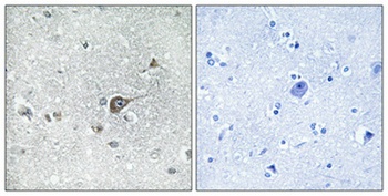 MRP-L20 rabbit pAb