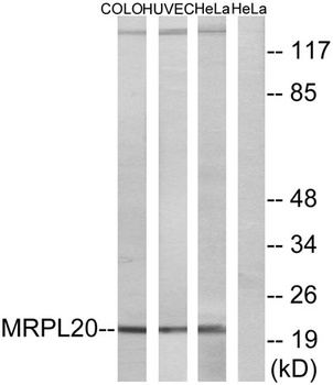 MRP-L20 rabbit pAb